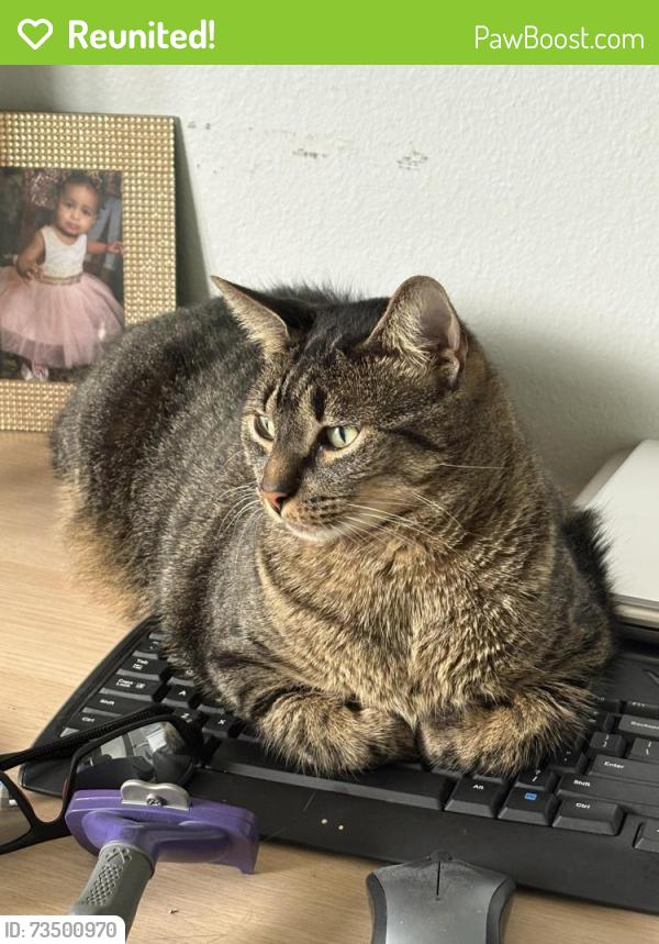 Reunited Male Cat last seen Near Augusta way Kissimmee, Kissimmee, FL 34746