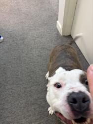Reunited Male Dog last seen Woodbridge road and 360, Mechanicsville, VA 23111