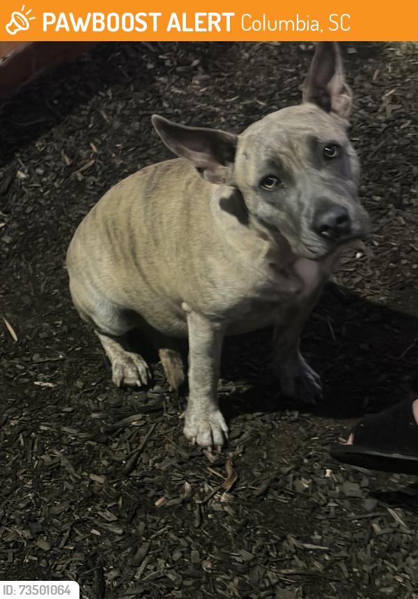 Found/Stray Female Dog last seen Exxon, Columbia, SC 29210