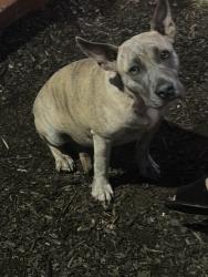 Found/Stray Female Dog last seen Exxon, Columbia, SC 29210