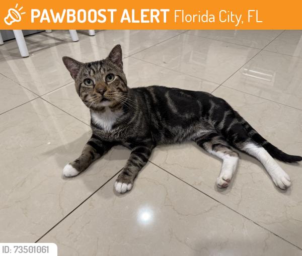 Found/Stray Male Cat last seen Near branches united Methodist church, Florida City, FL 33034