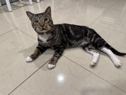 Found/Stray Male Cat last seen Near branches united Methodist church, Florida City, FL 33034