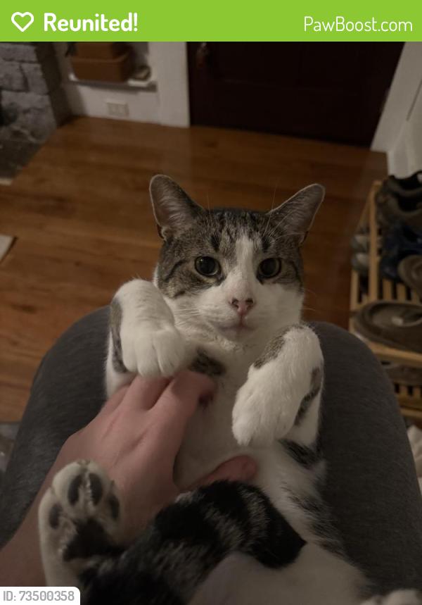 Reunited Male Cat last seen W Downer Pl, Aurora, IL 60506, USA, Aurora, IL 60506
