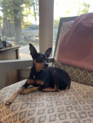 Reunited Female Dog last seen John Howell Park/ Virginia Avenue, Atlanta, GA 30306
