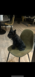 Lost Male Dog last seen On Billy Wickliffe Street, Wilmer, TX 75172