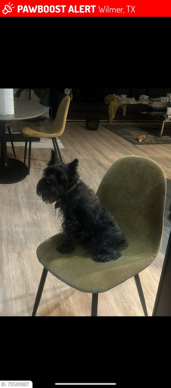 Lost Male Dog last seen On Billy Wickliffe Street, Wilmer, TX 75172