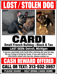 Lost Female Dog last seen Pinewood, Detroit, MI 48213