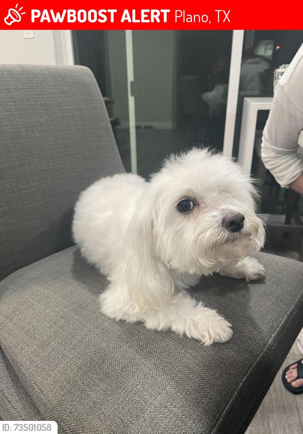 Lost Female Dog last seen Alma and Parker, Plano, TX 75023
