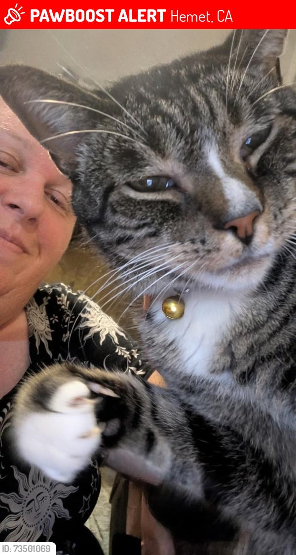 Lost Male Cat last seen Florida and Soboba, Hemet, CA 92544