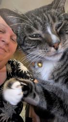 Lost Male Cat last seen Florida and Soboba, Hemet, CA 92544