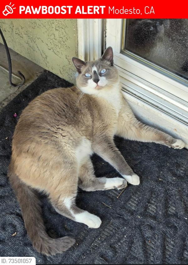 Lost Male Cat last seen Sharon Ave & Aristides Dr. Near Freedom School, Modesto, CA 95355