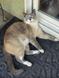 Lost Male Cat last seen Sharon Ave & Aristides Dr. Near Freedom School, Modesto, CA 95355