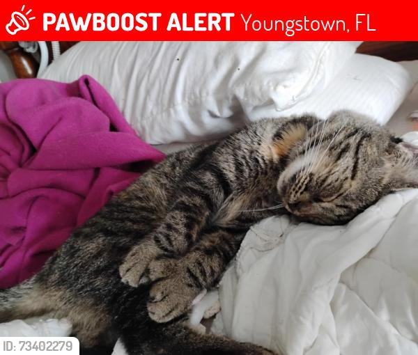 Lost Female Cat last seen Roadrunner Rd. Between Firebird and Merlin., Youngstown, FL 32466