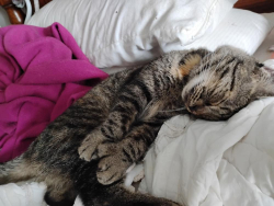 Lost Female Cat last seen Roadrunner Rd. Between Firebird and Merlin., Youngstown, FL 32466