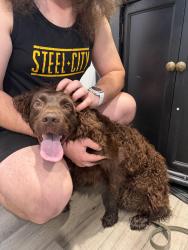 Reunited Female Dog last seen Bearmont trl, Berea, SC 29617