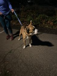 Reunited Male Dog last seen NE Morris and NE 7th, Portland, OR 97212