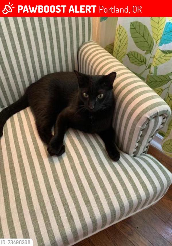 Lost Male Cat last seen Near SE Clinton, Portland, OR 97266
