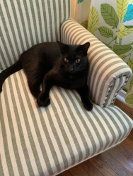 Lost Male Cat last seen Near SE Clinton, Portland, OR 97266