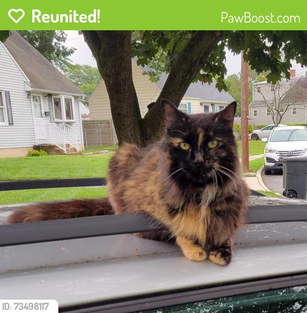 Reunited Female Cat last seen Sherwood and Regina, Hamilton Township, NJ 08619