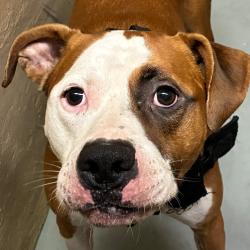 Shelter Stray Male Dog last seen , 124 Evergreen Ave, Newark, NJ 07114, USA