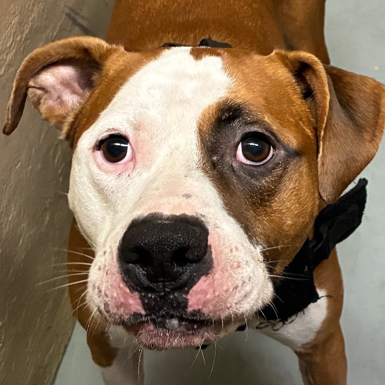 Shelter Stray Male Dog last seen , 124 Evergreen Ave, Newark, NJ 07114, USA