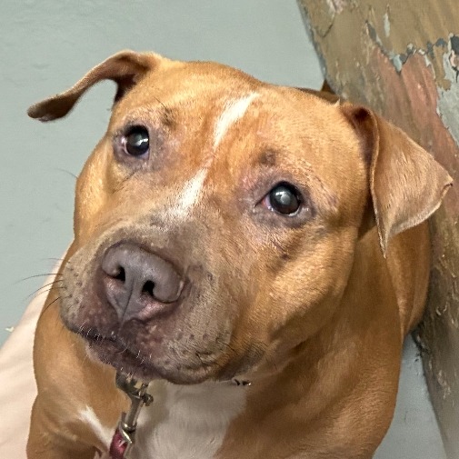 Shelter Stray Female Dog last seen , 124 Evergreen Ave, Newark, NJ 07114, USA