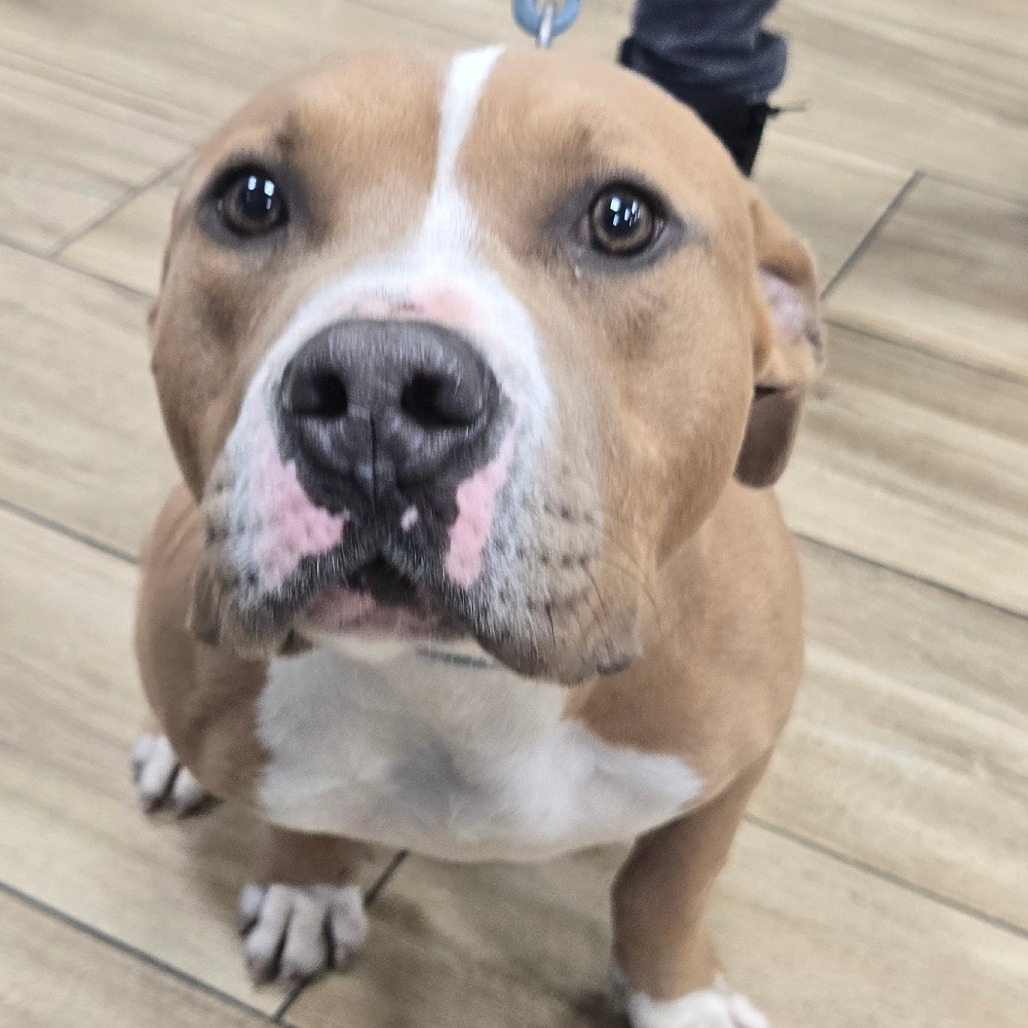 Shelter Stray Male Dog last seen , 124 Evergreen Ave, Newark, NJ 07114, USA
