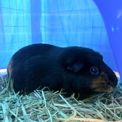 Shelter Stray Female Other last seen , 3607 N Armenia Ave, Tampa, FL 33607, USA