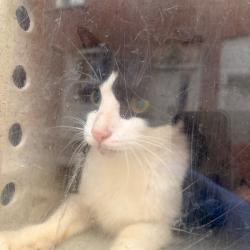 Shelter Stray Male Cat last seen , Animal Care & Control Team of Philly, 111 W Hunting Park Ave, Philadelphia, PA 19140, USA
