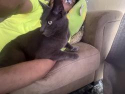 Lost Male Cat last seen Oreo park , 44 st, Wyoming, MI 49509