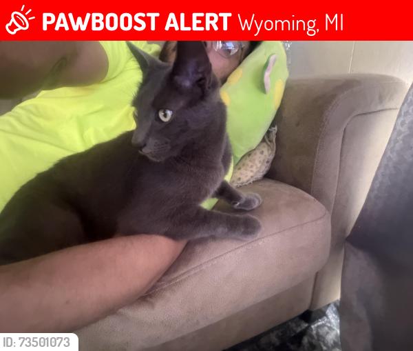 Lost Male Cat last seen Oreo park , 44 st, Wyoming, MI 49509