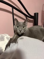 Reunited Male Cat last seen Near Spadina Ave, Hamilton, ON L8M 2X1