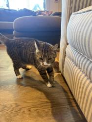 Reunited Female Cat last seen Benstein and Oakley Park, Commerce Township, MI 48390