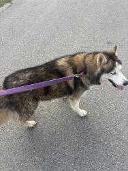Found/Stray Unknown Dog last seen Daytona Streer, Elizabethton, TN 37643