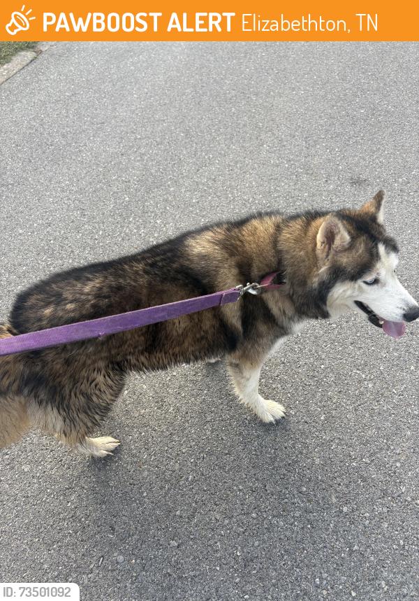 Found/Stray Unknown Dog last seen Daytona Streer, Elizabethton, TN 37643