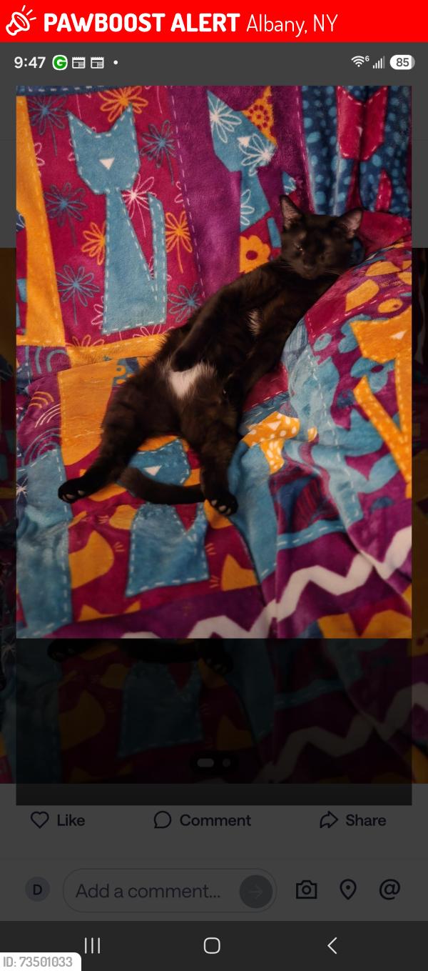 Lost Female Cat last seen Richland Drive, Albany, NY 12205