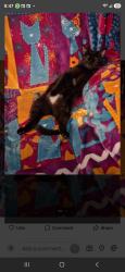 Lost Female Cat last seen Richland Drive, Albany, NY 12205