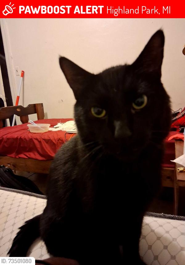 Lost Male Cat last seen Oakland road near the coca cola factory, Highland Park, MI 48203