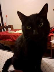 Lost Male Cat last seen Oakland road near the coca cola factory, Highland Park, MI 48203