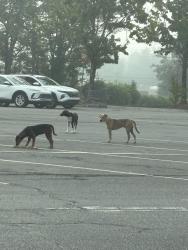 Found/Stray Unknown Dog last seen West Rome Walmart parking lot, Floyd County, GA 30165