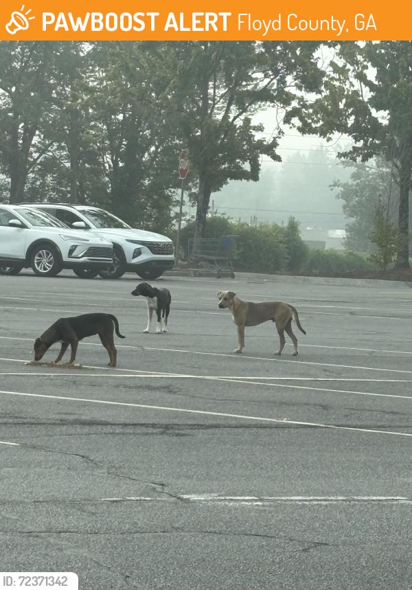 Found/Stray Unknown Dog last seen West Rome Walmart parking lot, Floyd County, GA 30165