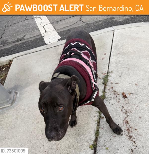 Found/Stray Female Dog last seen E st san bernardino and 28th st, San Bernardino, CA 92405