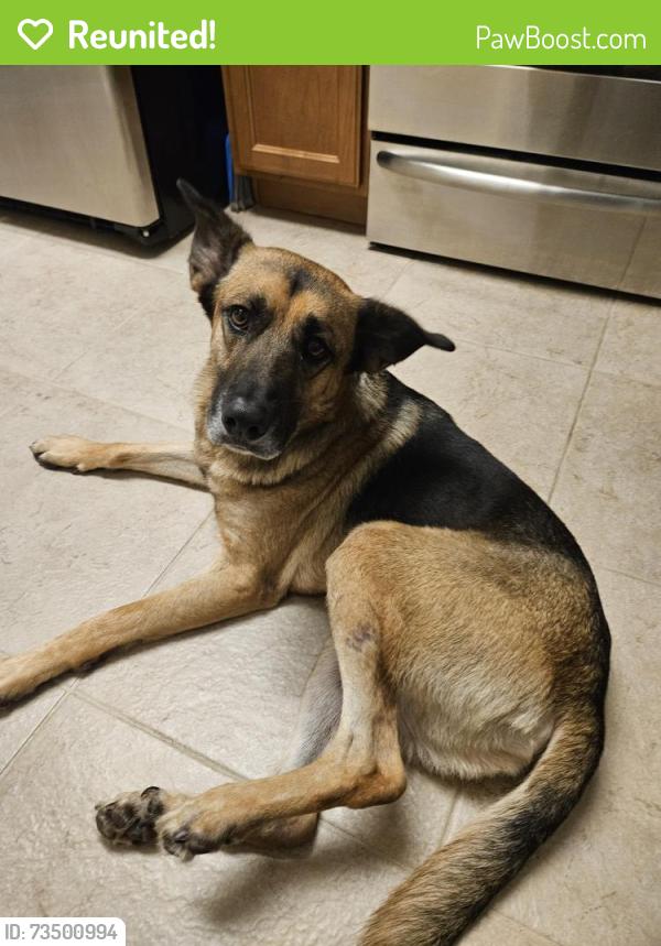Reunited Male Dog last seen Twin trees ln sanford, twin lakes community, Sanford, FL 32771