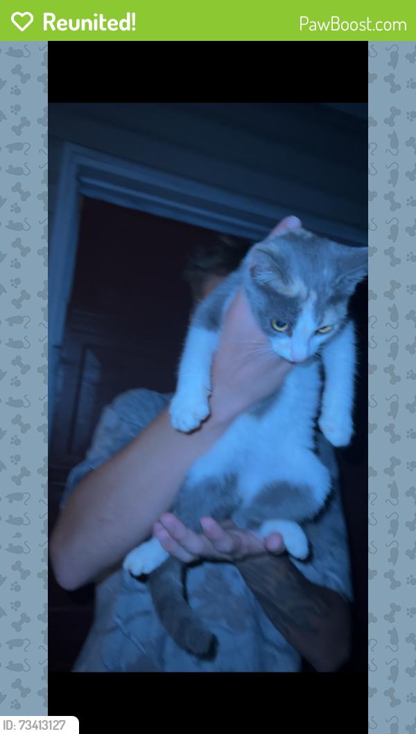 Reunited Unknown Cat last seen Near dollar general on Rainbow Lake Rd., Inman, SC 29349