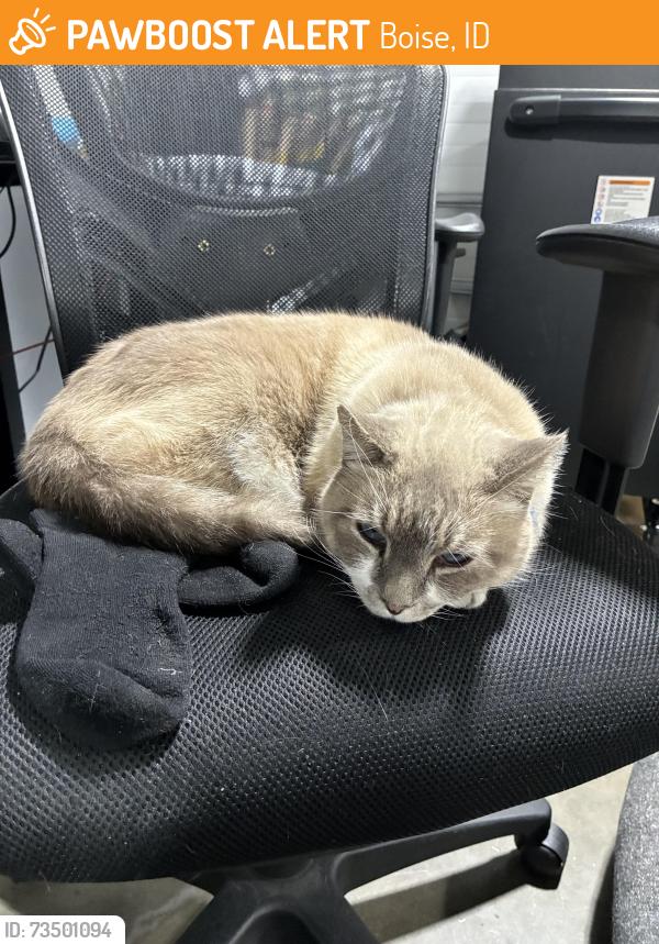 Found/Stray Male Cat last seen Fairview and Cole, Boise, ID 83704