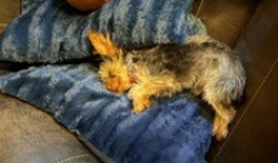 Reunited Male Dog last seen Pine in between harvard and Yale and near Pittsburg, Tulsa, OK 74115