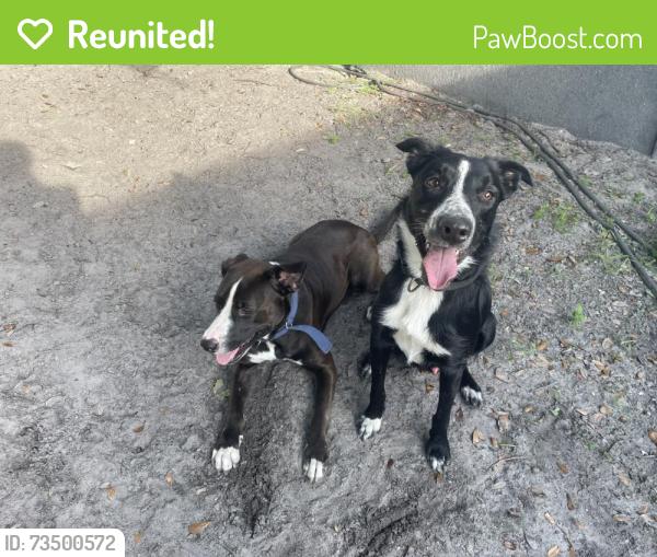 Reunited Male Dog last seen Darlington Road & Aloha Place, Holiday, FL 34691