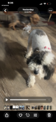 Lost Female Dog last seen Division at, Chicago Heights, IL 60411