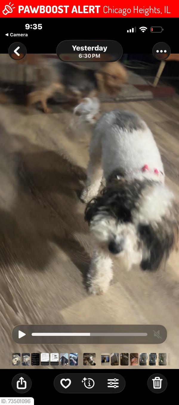 Lost Female Dog last seen Division at, Chicago Heights, IL 60411