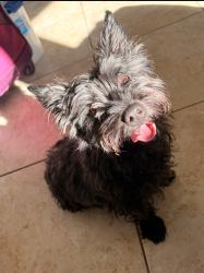 Lost Male Dog last seen Nellis, Nellis Air Force Base, NV 89115